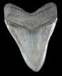 Serrated Megalodon Tooth - Georgia #39442-3